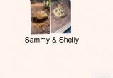 Horsfield : Both young approx 2 years old (Sammy & Shelly)